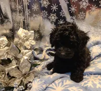 BETTY, a female Poodle - Toy  for sale in Grand Rapids, MI – Photo 4 of 4