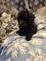 BETTY, a female Poodle - Toy  for sale in Grand Rapids, MI – Photo 2 of 4