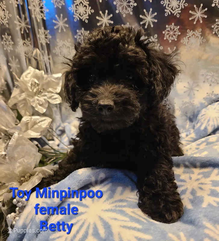 BETTY, a female Poodle - Toy  for sale in Grand Rapids, MI – Photo 1 of 4