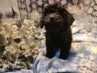 BETTY, a female Poodle - Toy  for sale in Grand Rapids, MI – Photo 3 of 4