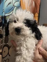 Marvin, a male Poodle - Toy  for sale in Grand Rapids, MI – 4 of 6