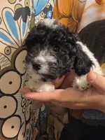 Marvin, a male Poodle - Toy  for sale in Grand Rapids, MI – 5 of 5