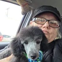 STERLING, a male Poodle - Toy  for sale in Grand Rapids, MI – Photo 8 of 9