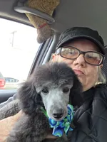 STERLING, a male Poodle - Toy  for sale in Grand Rapids, MI – Photo 8 of 9