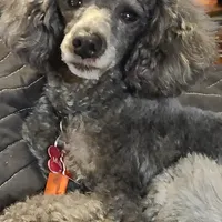 STERLING, a male Poodle - Toy  for sale in Grand Rapids, MI – Photo 2 of 9