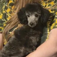 STERLING, a male Poodle - Toy  for sale in Grand Rapids, MI – Photo 1 of 9