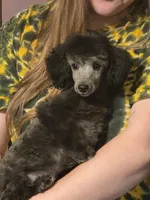 STERLING, a male Poodle - Toy  for sale in Grand Rapids, MI – Photo 1 of 9