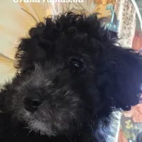 STERLING, a male Poodle - Toy  for sale in Grand Rapids, MI – Photo 3 of 9