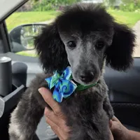 STERLING, a male Poodle - Toy  for sale in Grand Rapids, MI – Photo 9 of 9