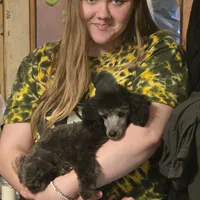 STERLING, a male Poodle - Toy  for sale in Grand Rapids, MI – Photo 7 of 9