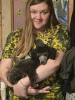 STERLING, a male Poodle - Toy  for sale in Grand Rapids, MI – Photo 7 of 9