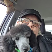 STERLING, a male Poodle - Toy  for sale in Grand Rapids, MI – Photo 5 of 9