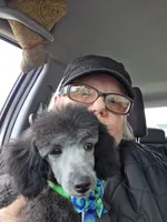 STERLING, a male Poodle - Toy  for sale in Grand Rapids, MI – Photo 5 of 9