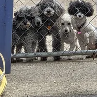 STERLING, a male Poodle - Toy  for sale in Grand Rapids, MI – Photo 4 of 9