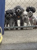 STERLING, a male Poodle - Toy  for sale in Grand Rapids, MI – Photo 4 of 9