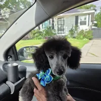 STERLING, a male Poodle - Toy  for sale in Grand Rapids, MI – Photo 6 of 9