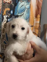 Larry Baxturr , a male Poodle - Toy  for sale in Grand Rapids, MI – 4 of 5