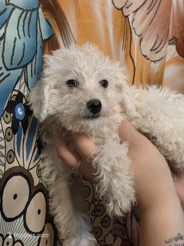 Mrs. Brondyke – Poodle - Toy  puppy for sale in Grand Rapids, MI