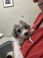 Brad, a male Poodle - Toy  for sale in Grand Rapids, MI – Photo 2 of 6