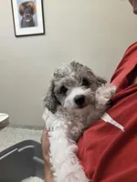 Brad, a male Poodle - Toy  for sale in Grand Rapids, MI – Photo 6 of 6