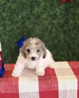 Brad, a male Poodle - Toy  for sale in Grand Rapids, MI – Photo 1 of 6