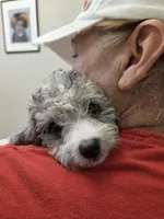 Brad, a male Poodle - Toy  for sale in Grand Rapids, MI – Photo 5 of 6