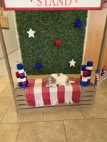 Brad, a male Poodle - Toy  for sale in Grand Rapids, MI – Photo 3 of 6