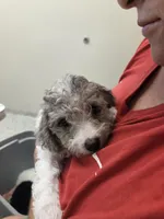 Brad, a male Poodle - Toy  for sale in Grand Rapids, MI – Photo 4 of 6