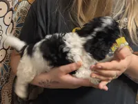 Marvin, a male Poodle - Toy  for sale in Grand Rapids, MI – 2 of 5