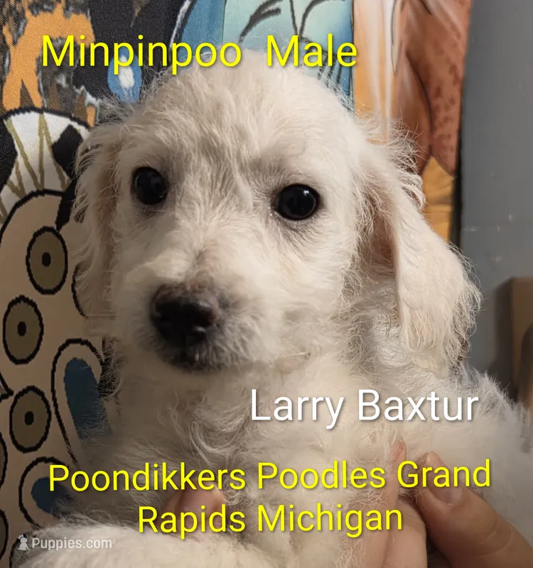 Larry Baxturr  – Poodle - Toy  puppy for sale in Grand Rapids, MI