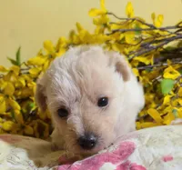 BUFFY, a female Poodle - Toy  for sale in Grand Rapids, MI – Photo 6 of 9