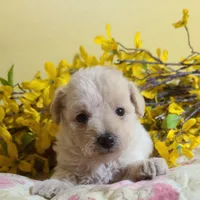 BUFFY, a female Poodle - Toy  for sale in Grand Rapids, MI – Photo 7 of 9