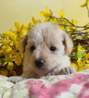 BUFFY, a female Poodle - Toy  for sale in Grand Rapids, MI – Photo 1 of 9