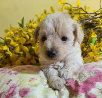 BUFFY, a female Poodle - Toy  for sale in Grand Rapids, MI – Photo 3 of 9