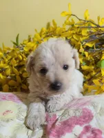 BUFFY, a female Poodle - Toy  for sale in Grand Rapids, MI – Photo 5 of 9