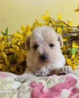 BUFFY, a female Poodle - Toy  for sale in Grand Rapids, MI – Photo 4 of 9