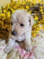 BUFFY, a female Poodle - Toy  for sale in Grand Rapids, MI – Photo 9 of 9