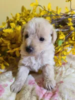 BUFFY, a female Poodle - Toy  for sale in Grand Rapids, MI – Photo 8 of 9