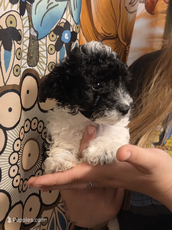 Marvin – Poodle - Toy  puppy for sale in Grand Rapids, MI