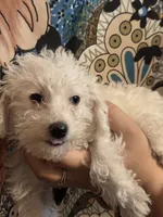 Mrs. Brondyke, a female Poodle - Toy  for sale in Grand Rapids, MI – 4 of 10