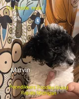 Marvin, a male Poodle - Toy  for sale in Grand Rapids, MI – 3 of 5