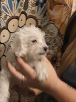 Mrs. Brondyke, a female Poodle - Toy  for sale in Grand Rapids, MI – 10 of 10