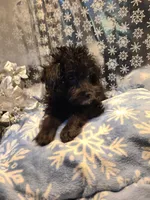 BRADY, a male Poodle - Toy  for sale in Grand Rapids, MI – Photo 5 of 7