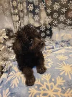 BRADY, a male Poodle - Toy  for sale in Grand Rapids, MI – Photo 2 of 7