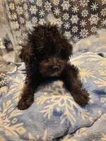 BRADY, a male Poodle - Toy  for sale in Grand Rapids, MI – Photo 7 of 7