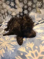 BRADY, a male Poodle - Toy  for sale in Grand Rapids, MI – Photo 4 of 7