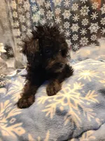 BRADY, a male Poodle - Toy  for sale in Grand Rapids, MI – Photo 3 of 7