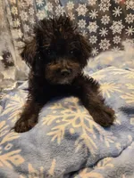 BRADY, a male Poodle - Toy  for sale in Grand Rapids, MI – Photo 6 of 7