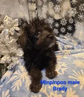 BRADY, a male Poodle - Toy  for sale in Grand Rapids, MI – Photo 1 of 7