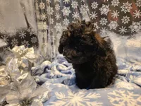 Bently, a male Poodle - Toy  for sale in Grand Rapids, MI – Photo 6 of 10